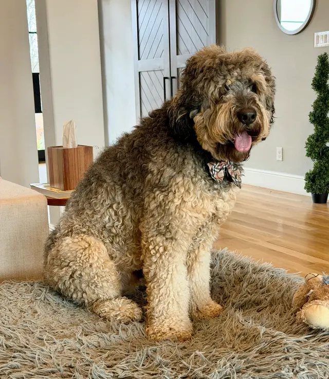 Personal Pet & Home Care — photo from the business 8