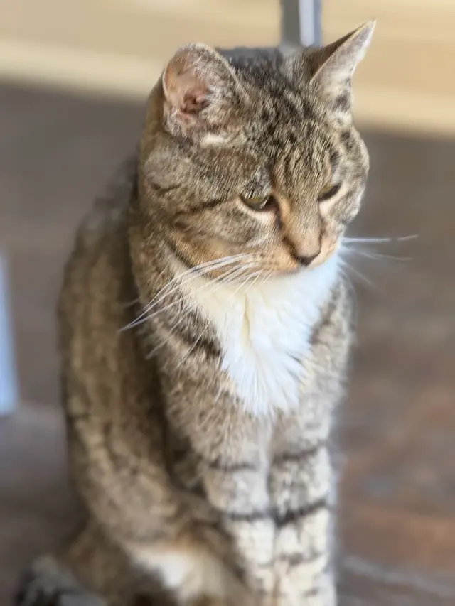 Personal Pet & Home Care — photo from the business 10