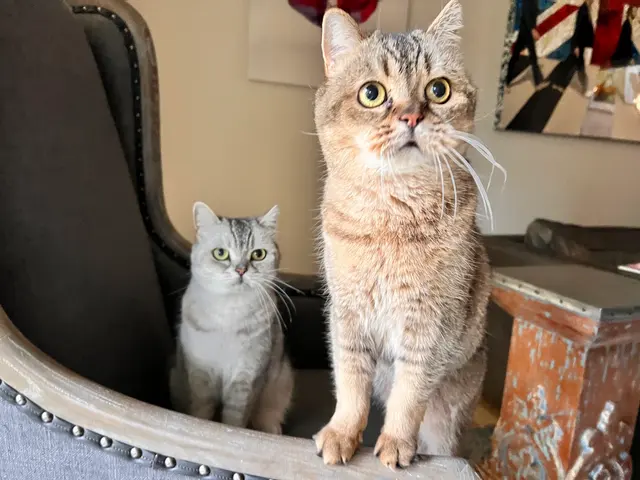 Sugar's Pet Sitting — photo from the business 9