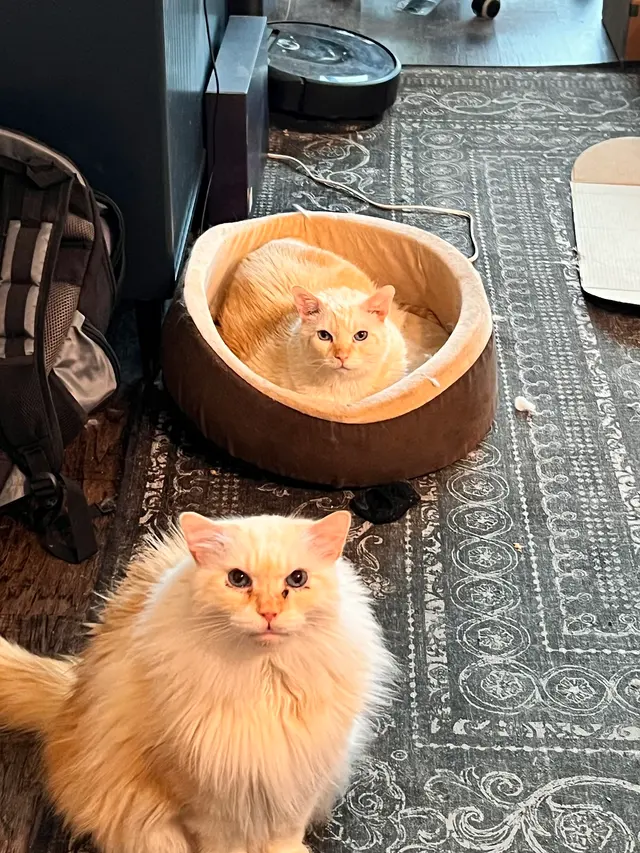 Sugar's Pet Sitting — photo from the business 8