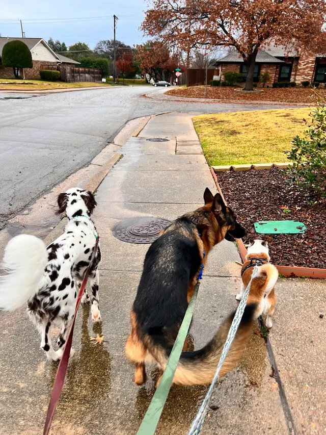 Sugar's Pet Sitting — photo from the business 3