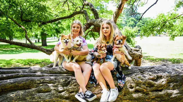 Sugar's Pet Sitting — photo from the business 1