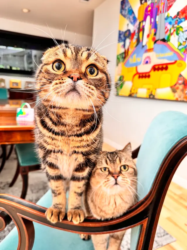 Sugar's Pet Sitting — photo from the business 12