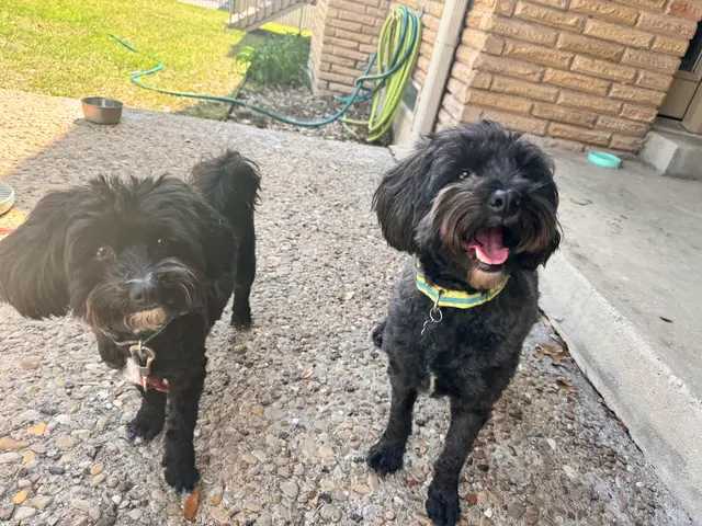 Sugar's Pet Sitting — photo from the business 4