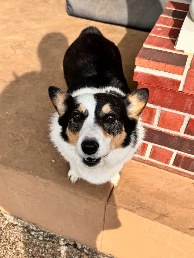 Sugar's Pet Sitting — photo from the business 6