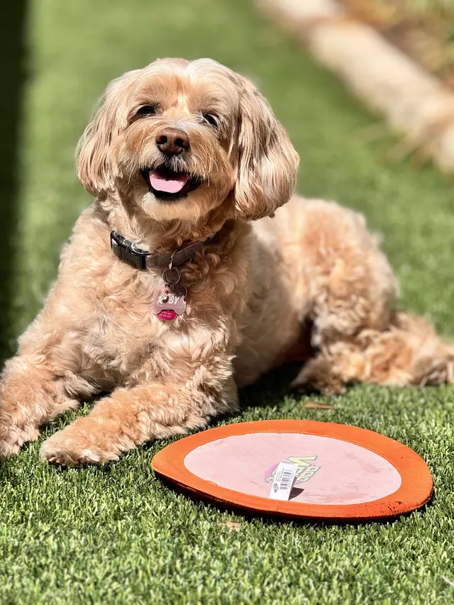 Sugar's Pet Sitting — photo from the business 2