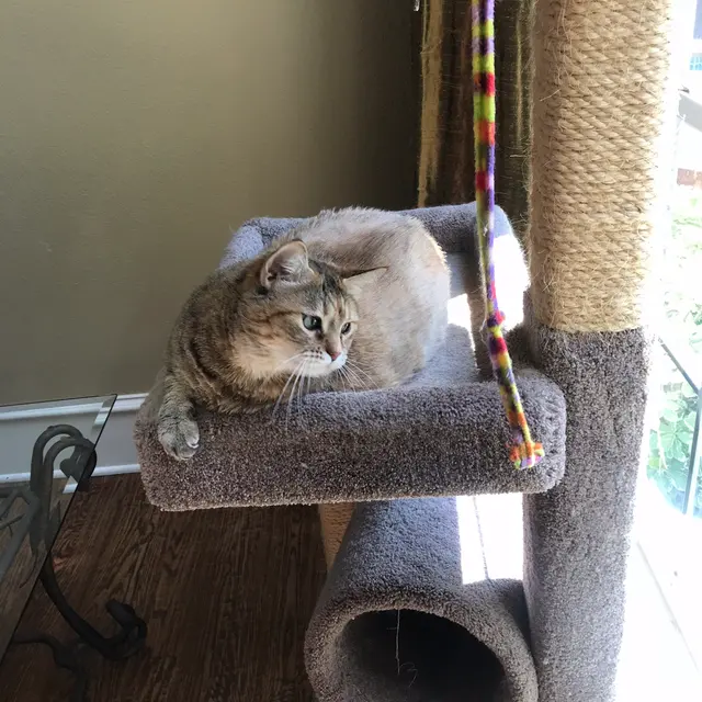 Sugar's Pet Sitting — photo from the business 10