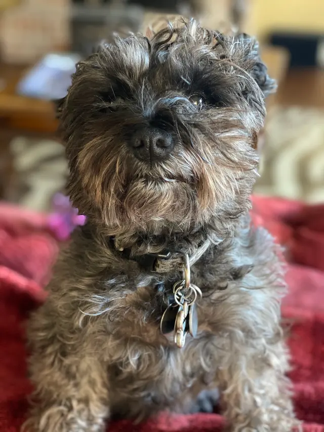 Sugar's Pet Sitting — photo from the business 5