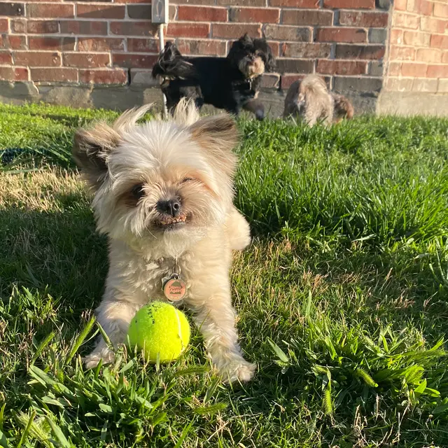 Sugar's Pet Sitting — photo from the business 7