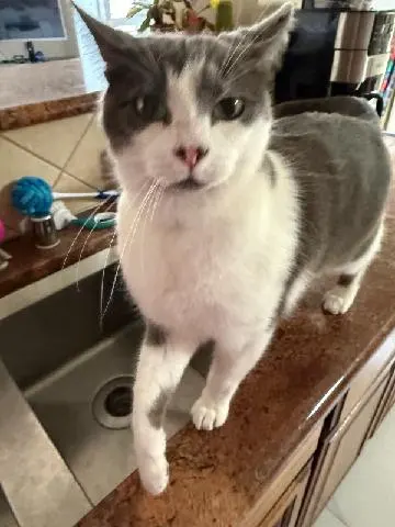 Lori's Loving Pet Sitting — customer photo 9