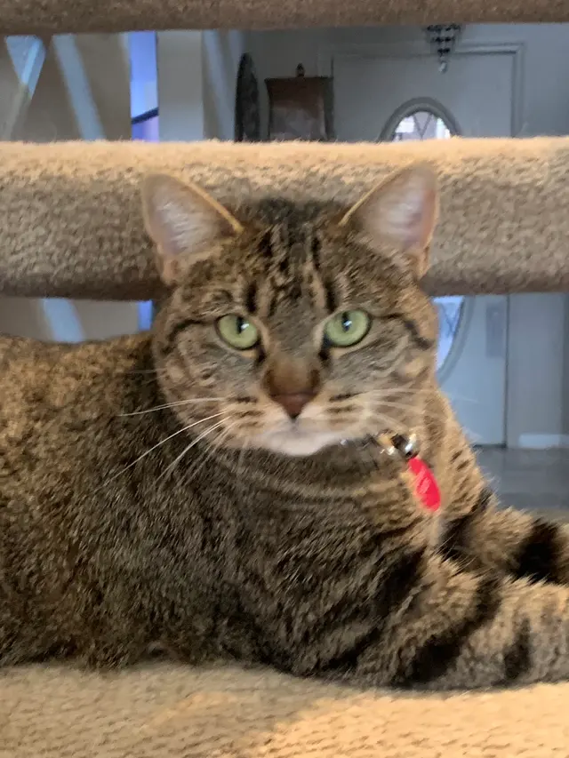 Lori's Loving Pet Sitting — photo from the business 12