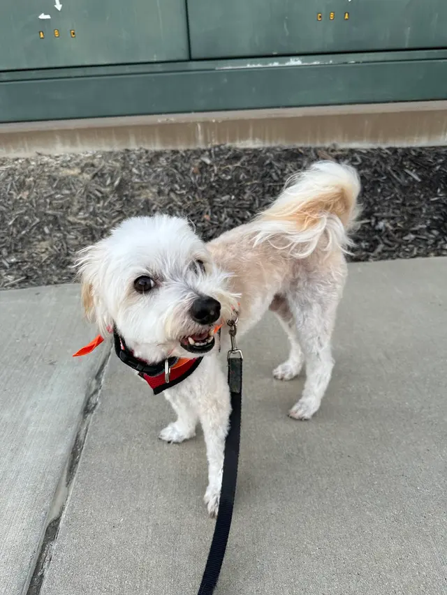 Lori's Loving Pet Sitting — customer photo 1