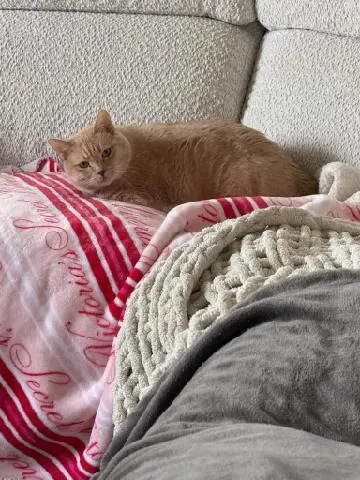 Lori's Loving Pet Sitting — customer photo 5