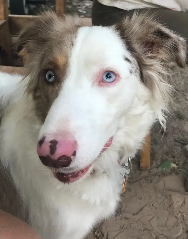 Lori's Loving Pet Sitting — photo from the business 7
