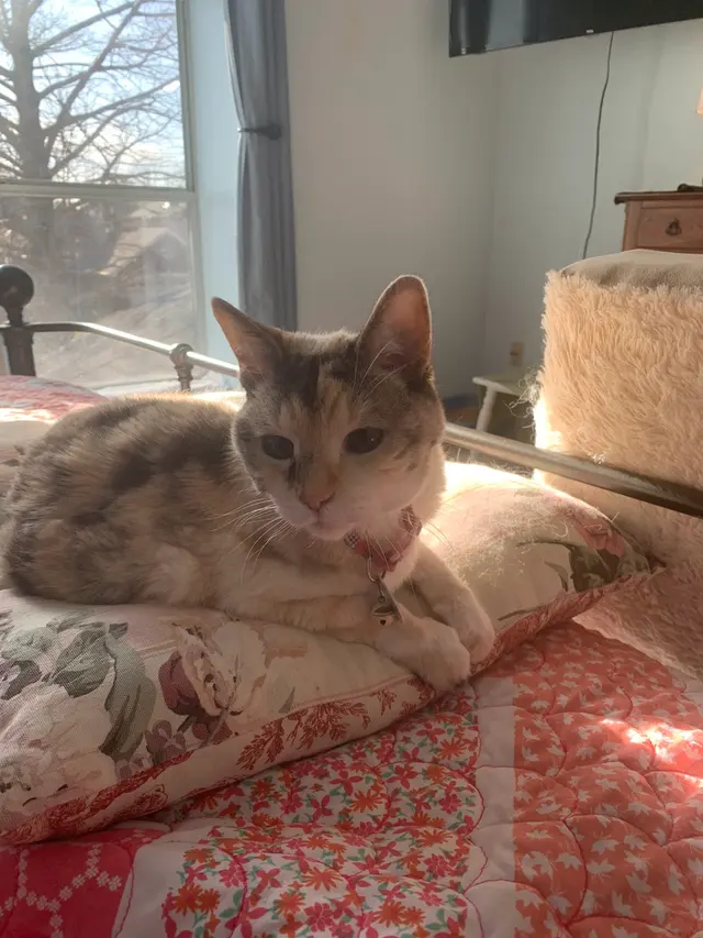 Lori's Loving Pet Sitting — photo from the business 2