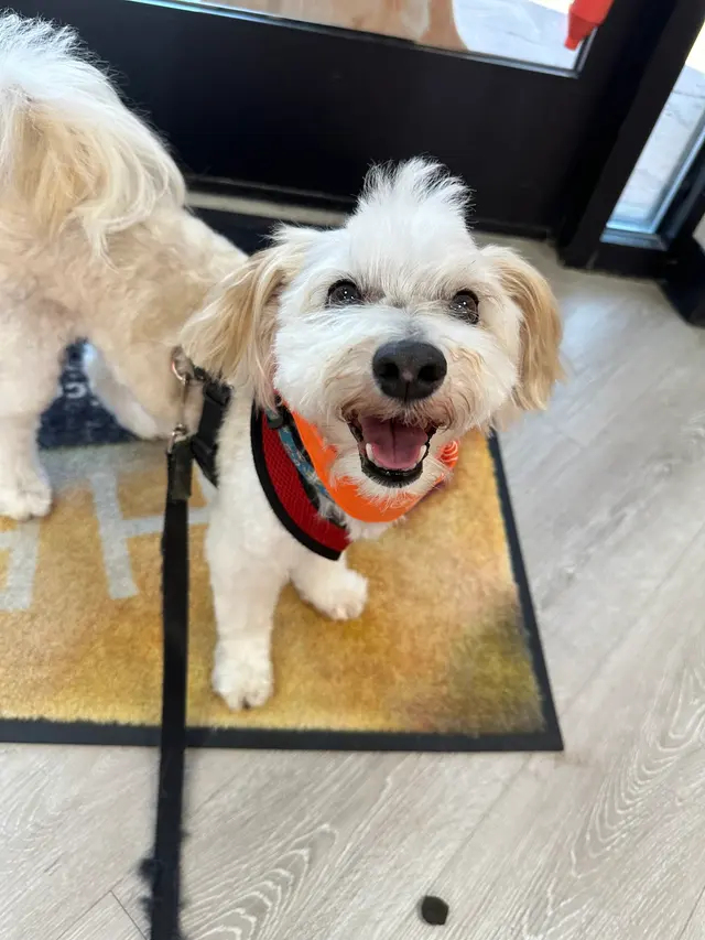 Lori's Loving Pet Sitting — customer photo 10