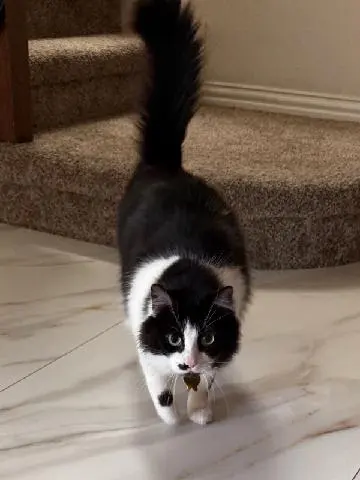 Lori's Loving Pet Sitting — customer photo 3