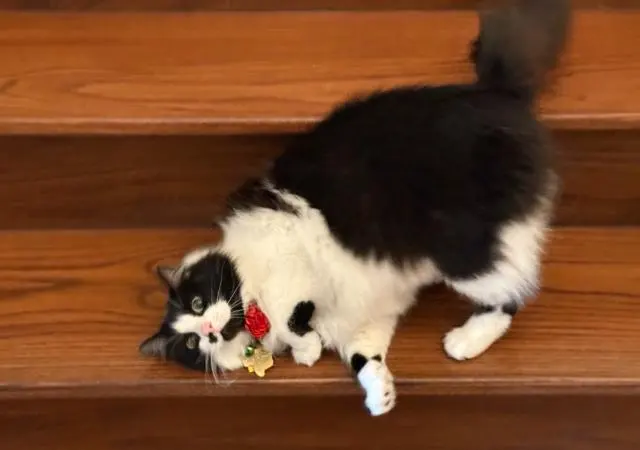 Lori's Loving Pet Sitting — customer photo 11