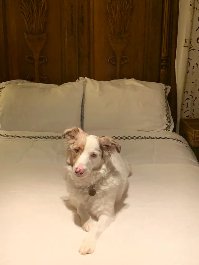Lori's Loving Pet Sitting — photo from the business 4