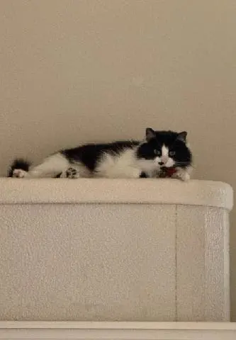 Lori's Loving Pet Sitting — customer photo 8