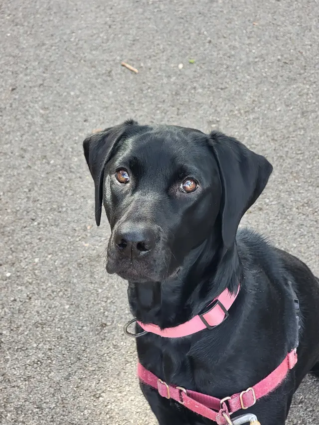 Pampered Pups Dog Sitting — photo from the business 11