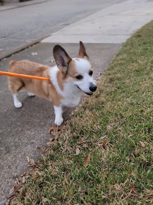 Pampered Pups Dog Sitting — photo from the business 12