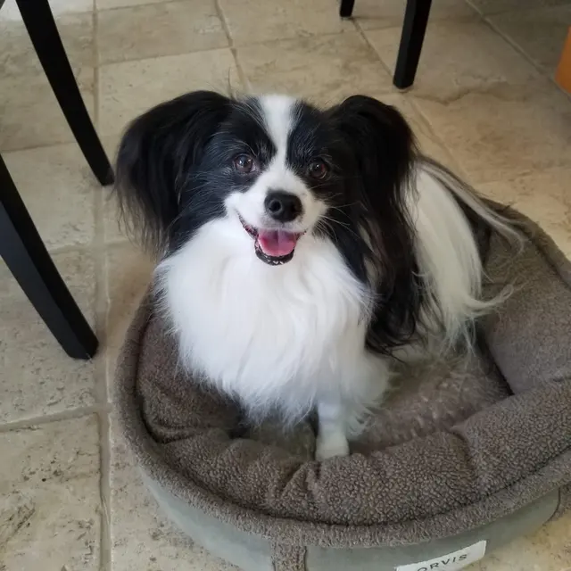 Pampered Pups Dog Sitting — photo from the business 10