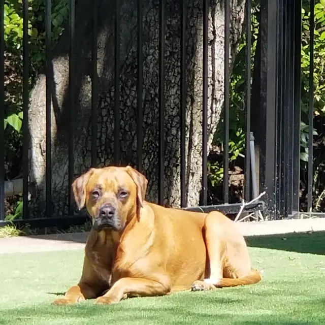 Pampered Pups Dog Sitting — photo from the business 8