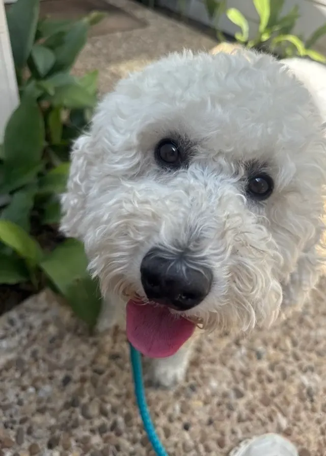 Pampered Pups Dog Sitting — photo from the business 6
