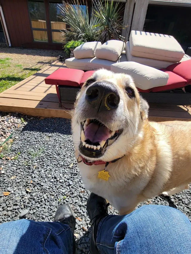 Pampered Pups Dog Sitting — photo from the business 3