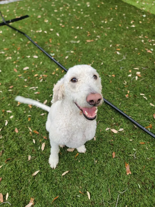 Pampered Pups Dog Sitting — photo from the business 4