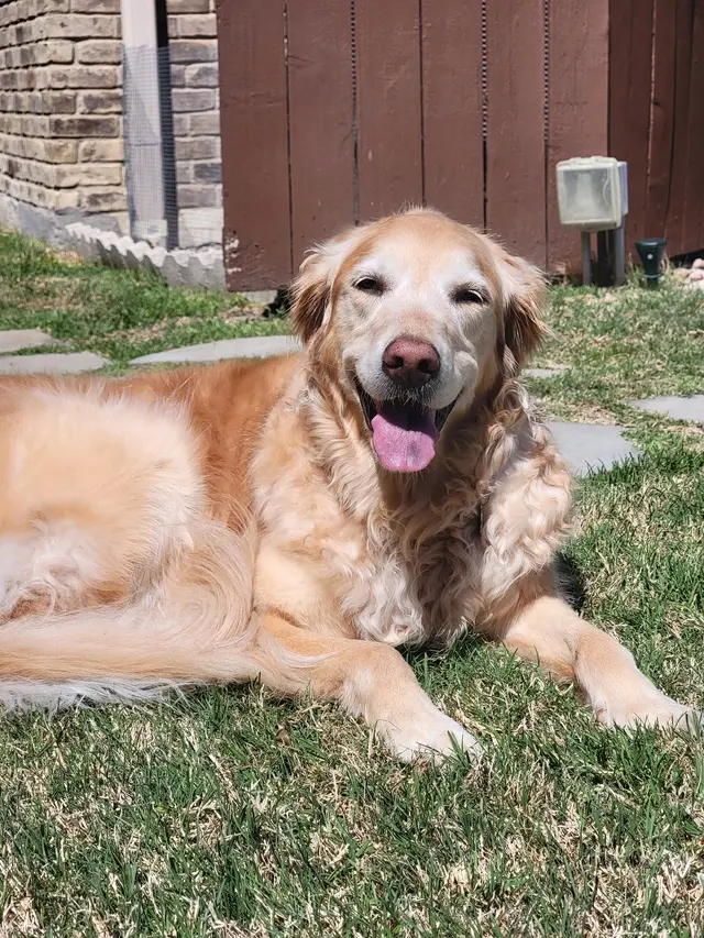 Pampered Pups Dog Sitting — photo from the business 2