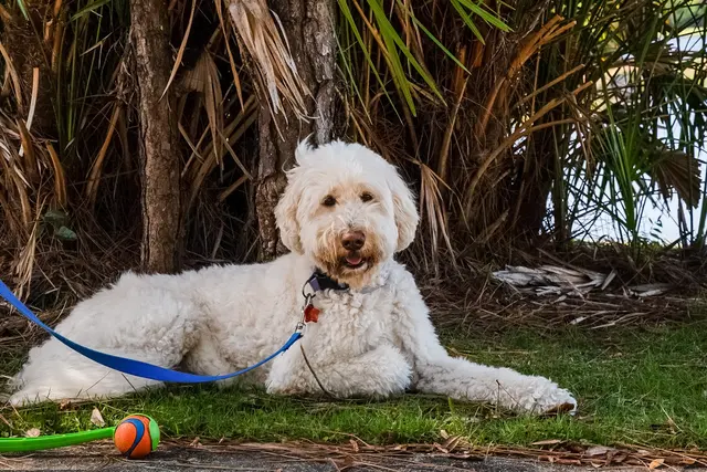 Willowbend Pet Sitting — photo from the business 6
