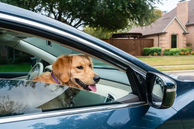 Willowbend Pet Sitting — photo from the business 8