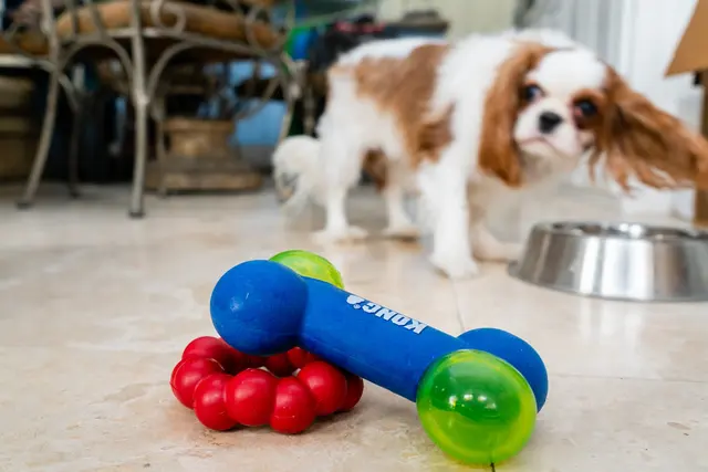Willowbend Pet Sitting — photo from the business 9