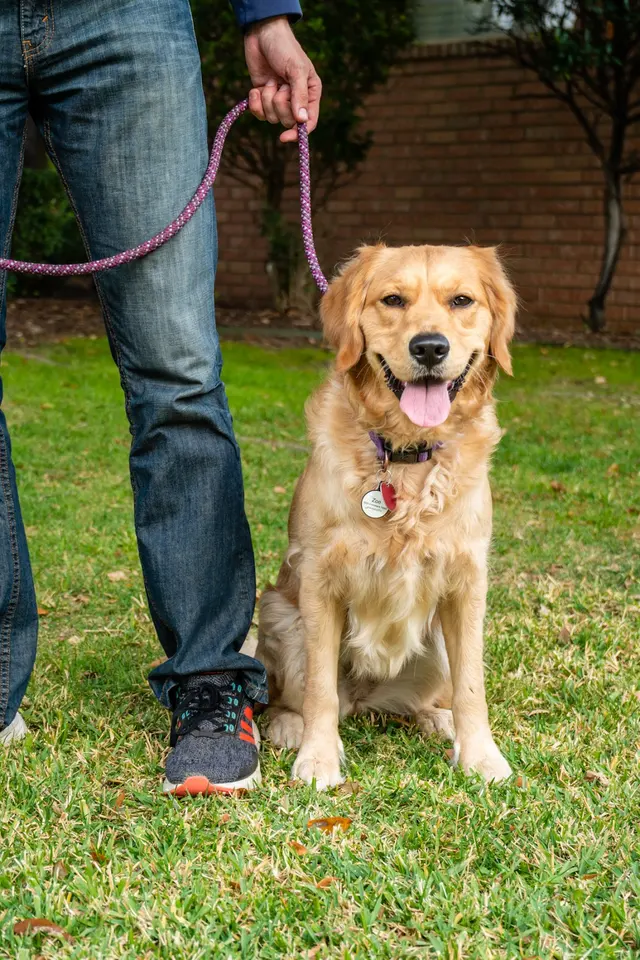 Willowbend Pet Sitting — photo from the business 1