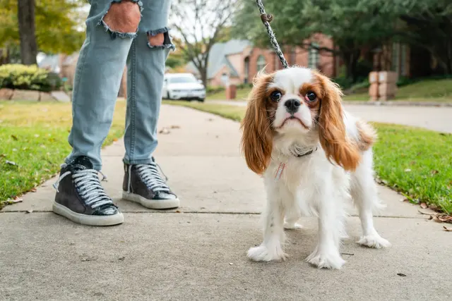 Willowbend Pet Sitting — photo from the business 2
