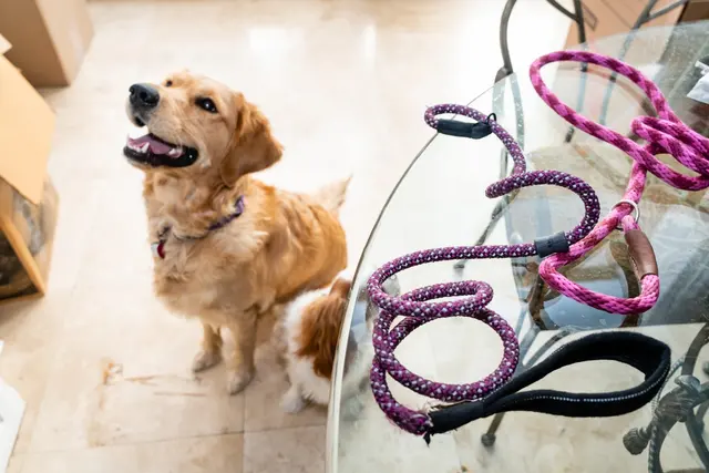 Willowbend Pet Sitting — photo from the business 7