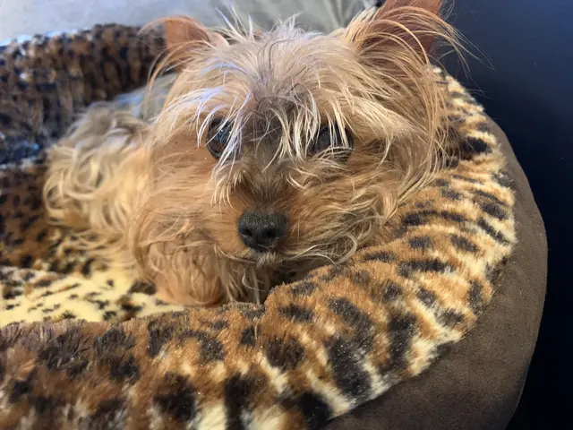 Willowbend Pet Sitting — customer photo 10