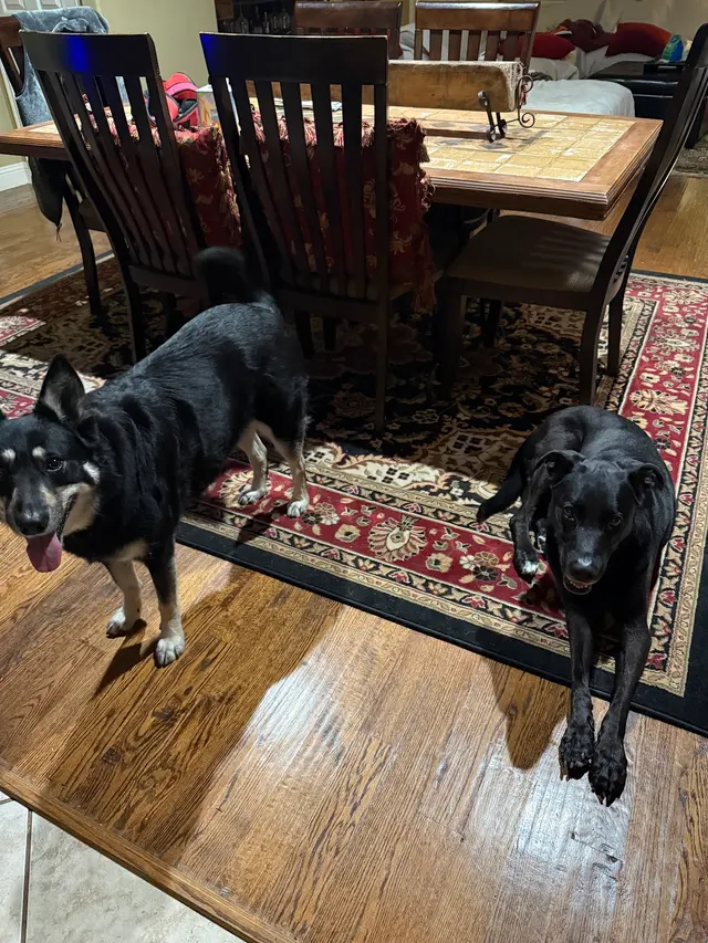 The Pawfessionals Dog Walkers & Pet Sitters — photo from the business 6