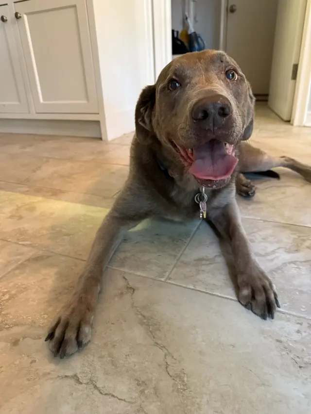 The Pawfessionals Dog Walkers & Pet Sitters — photo from the business 9