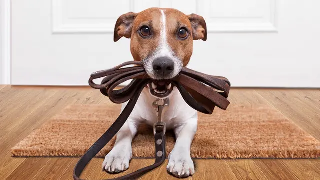 The Pawfessionals Dog Walkers & Pet Sitters — photo from the business 1