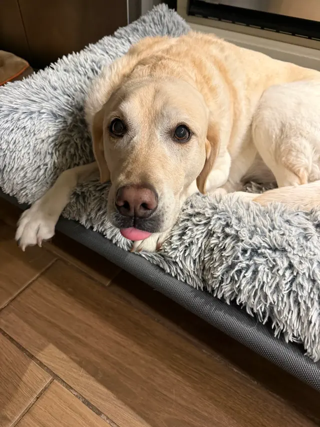 The Pawfessionals Dog Walkers & Pet Sitters — photo from the business 4