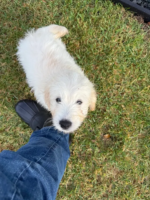 The Pawfessionals Dog Walkers & Pet Sitters — photo from the business 11