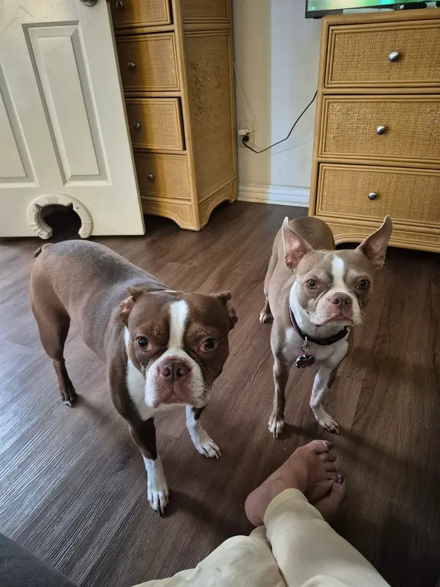 Ms Kitty's Pet Concierge — photo from the business 6
