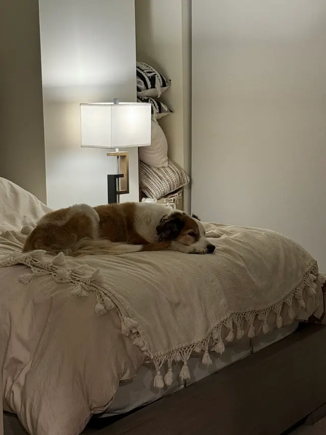 Ms Kitty's Pet Concierge — customer photo 10