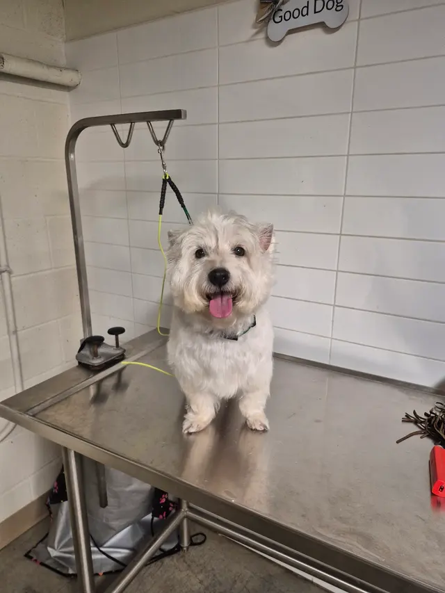 Ms Kitty's Pet Concierge — photo from the business 11