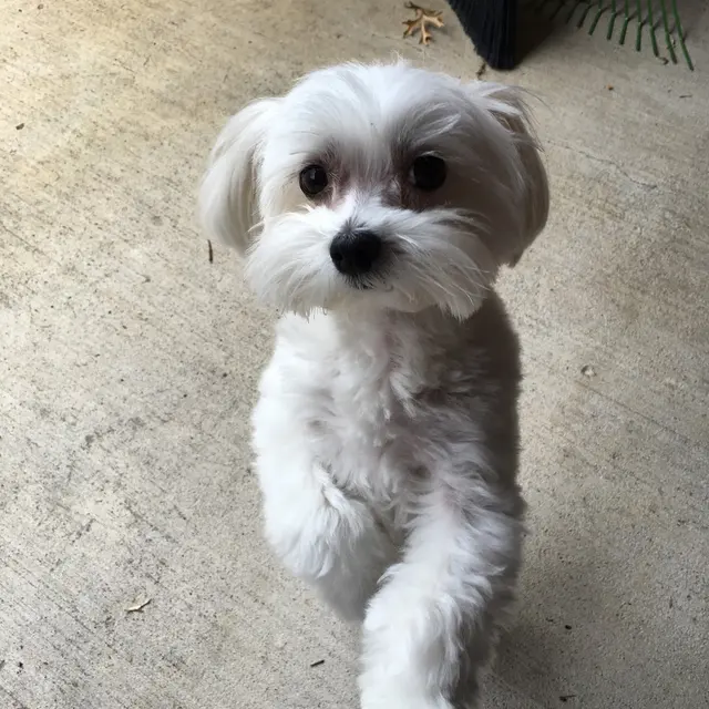 Furry Guys Pet Care — photo from the business 9