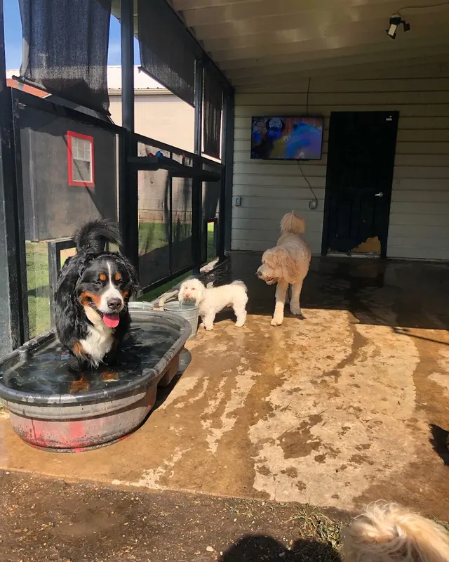 Furry Guys Pet Care — photo from the business 4