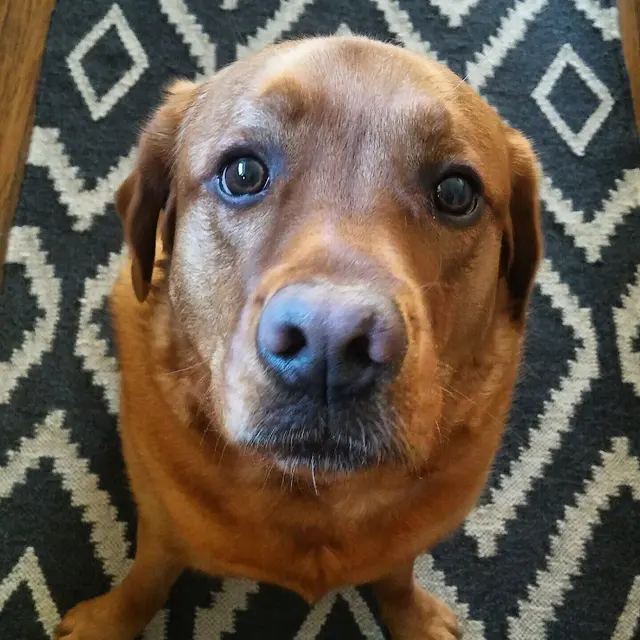 Furry Guys Pet Care — photo from the business 11